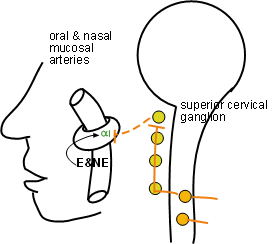 mucosal