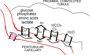 proximal convoluted tubule