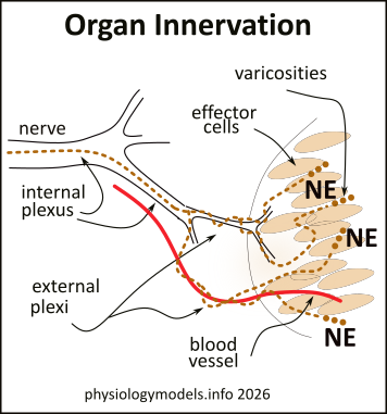 innervation