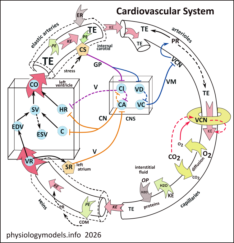 Cardiovascular model