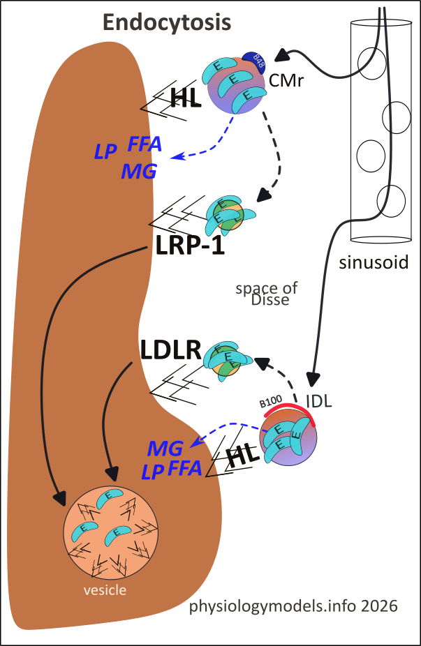Endocytosis