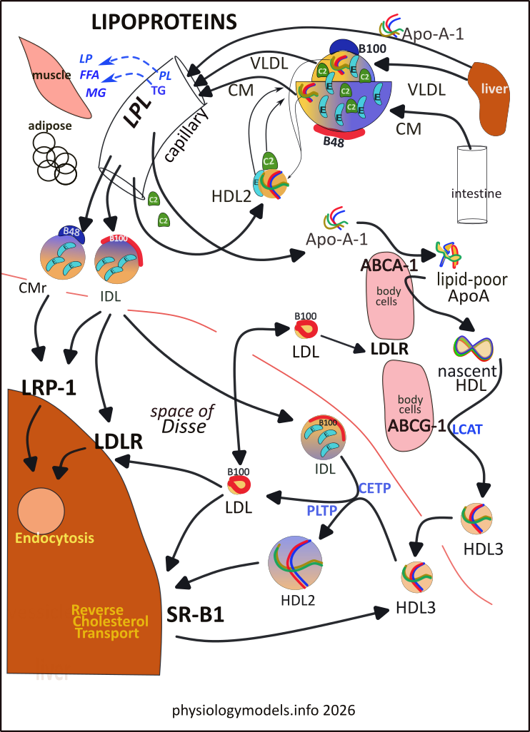 Lipoproteins model