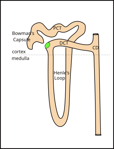 juxtamedullary nephron