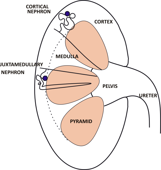 Excretion Model