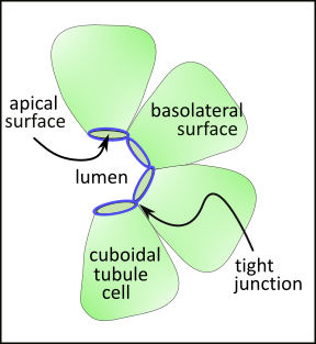 tubule