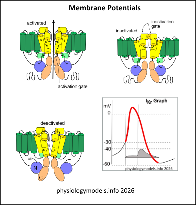 Membrane Potential model